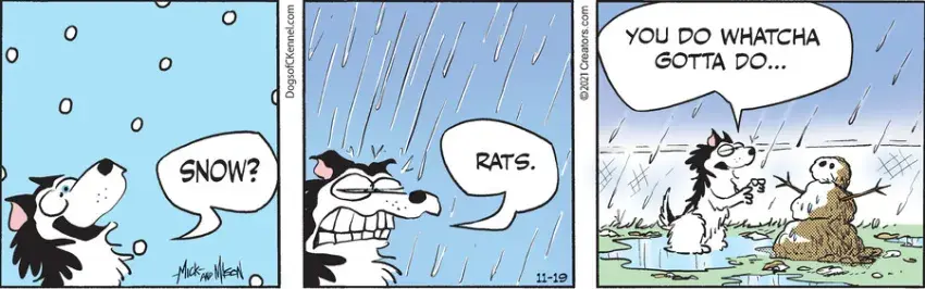 Dogs of C-Kennel for Nov 19, 2021