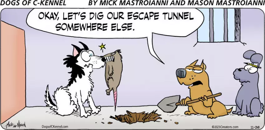 Dogs of C-Kennel for Nov 26, 2023