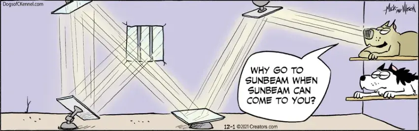 Dogs of C-Kennel for Dec 01, 2021