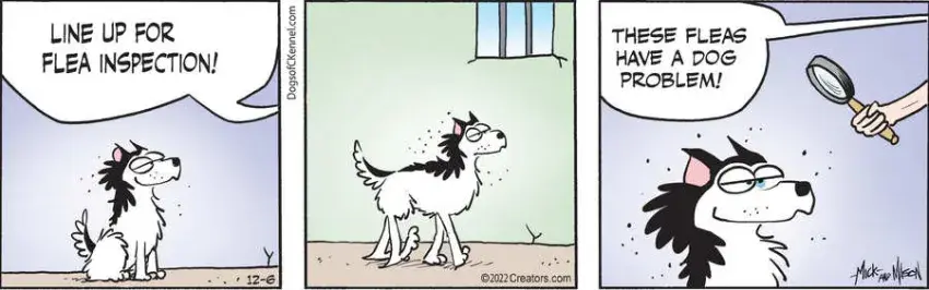 Dogs of C-Kennel for Dec 06, 2022