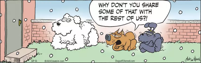 Dogs of C-Kennel for Dec 11, 2023