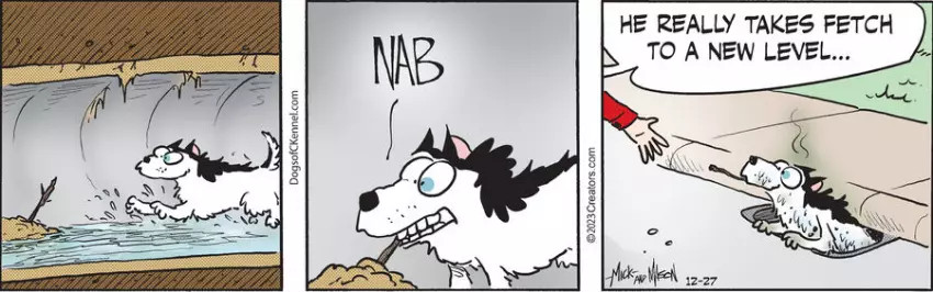 Dogs of C-Kennel for Dec 27, 2023